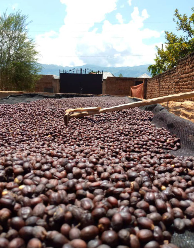 Drying the coffee fruits