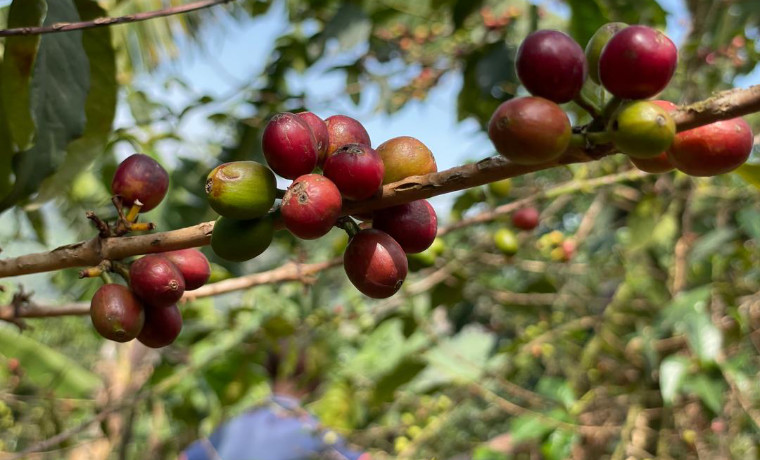 Ethically source premium Ugandan coffee beans