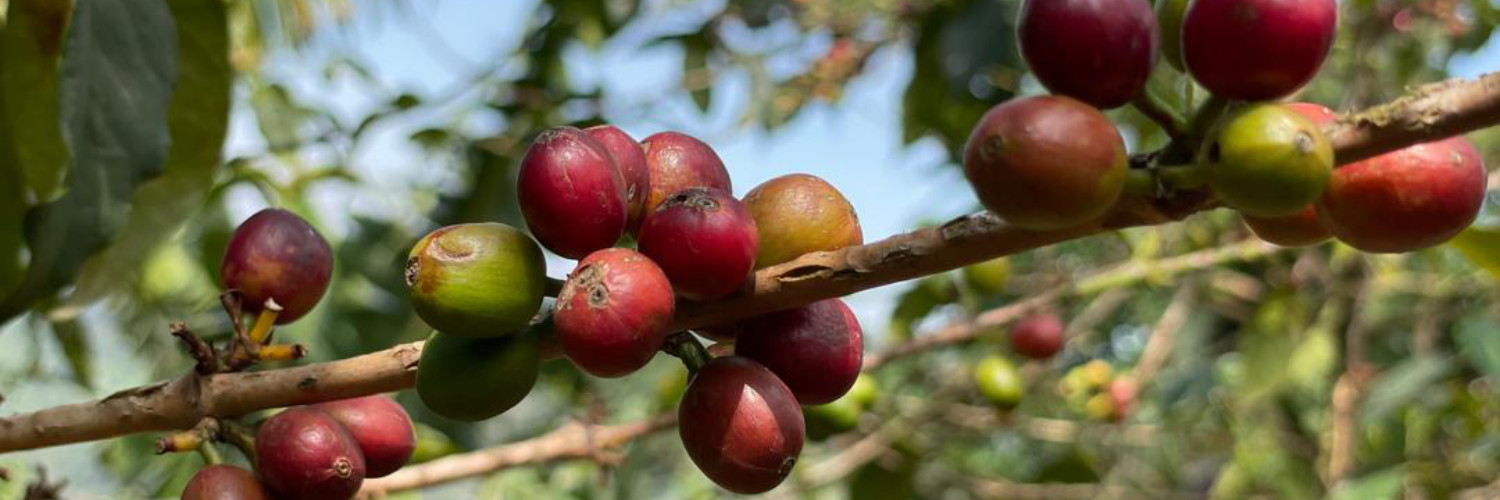 Ethically source premium Ugandan coffee beans