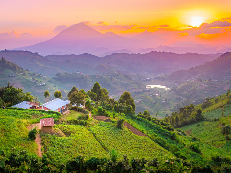 Coffee plantation in Kisoro Uganda