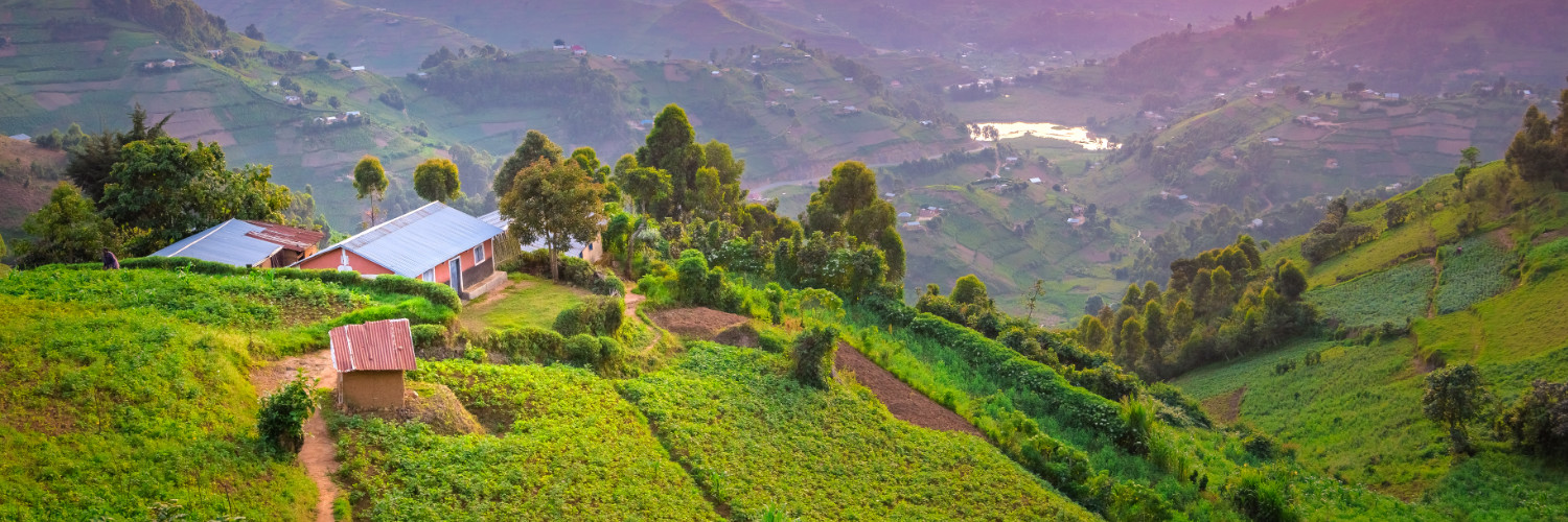 Coffee plantation in Kisoro Uganda
