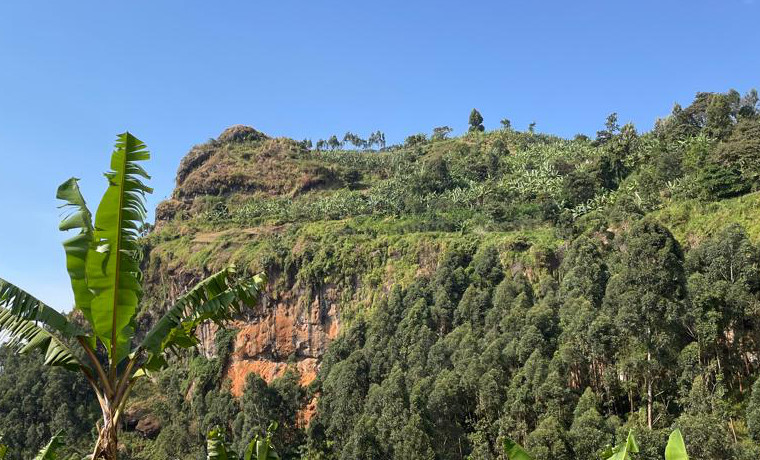 Ethically source premium Ugandan coffee beans